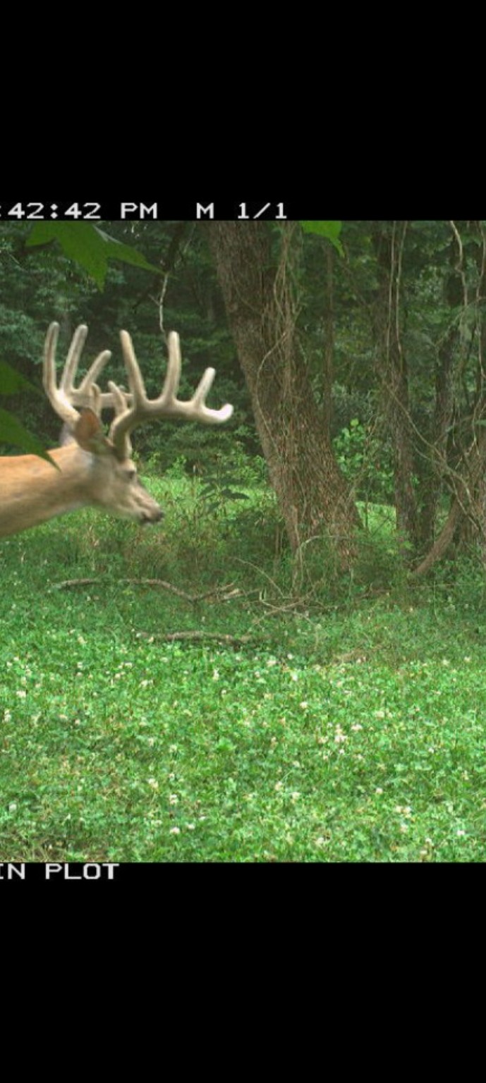 Buck At The Field Edge