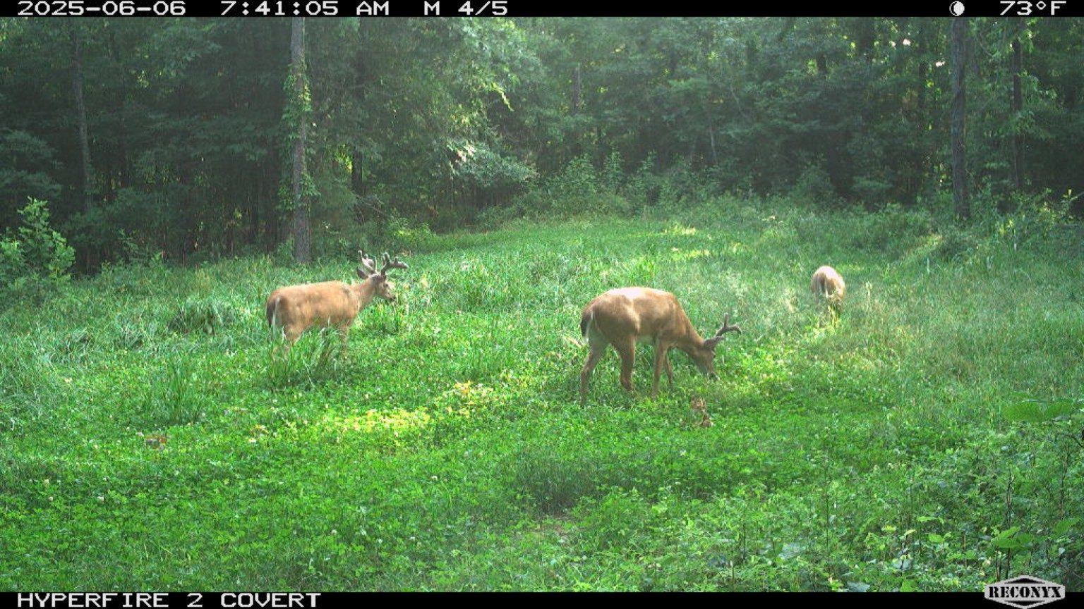 Trail Camera Buck