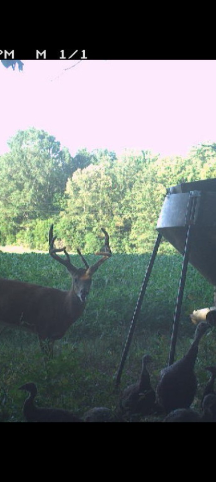 Nighttime Bucks