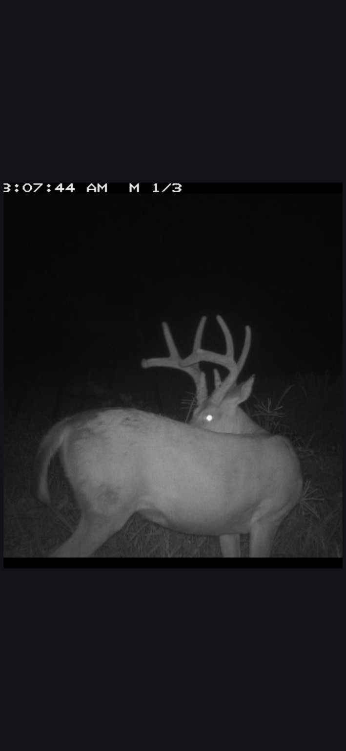 Deer In The Food Plot